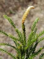 Imagem de Dendrolycopodium hickeyi (W. H. Wagner, Beitel & R. C. Moran) A. Haines