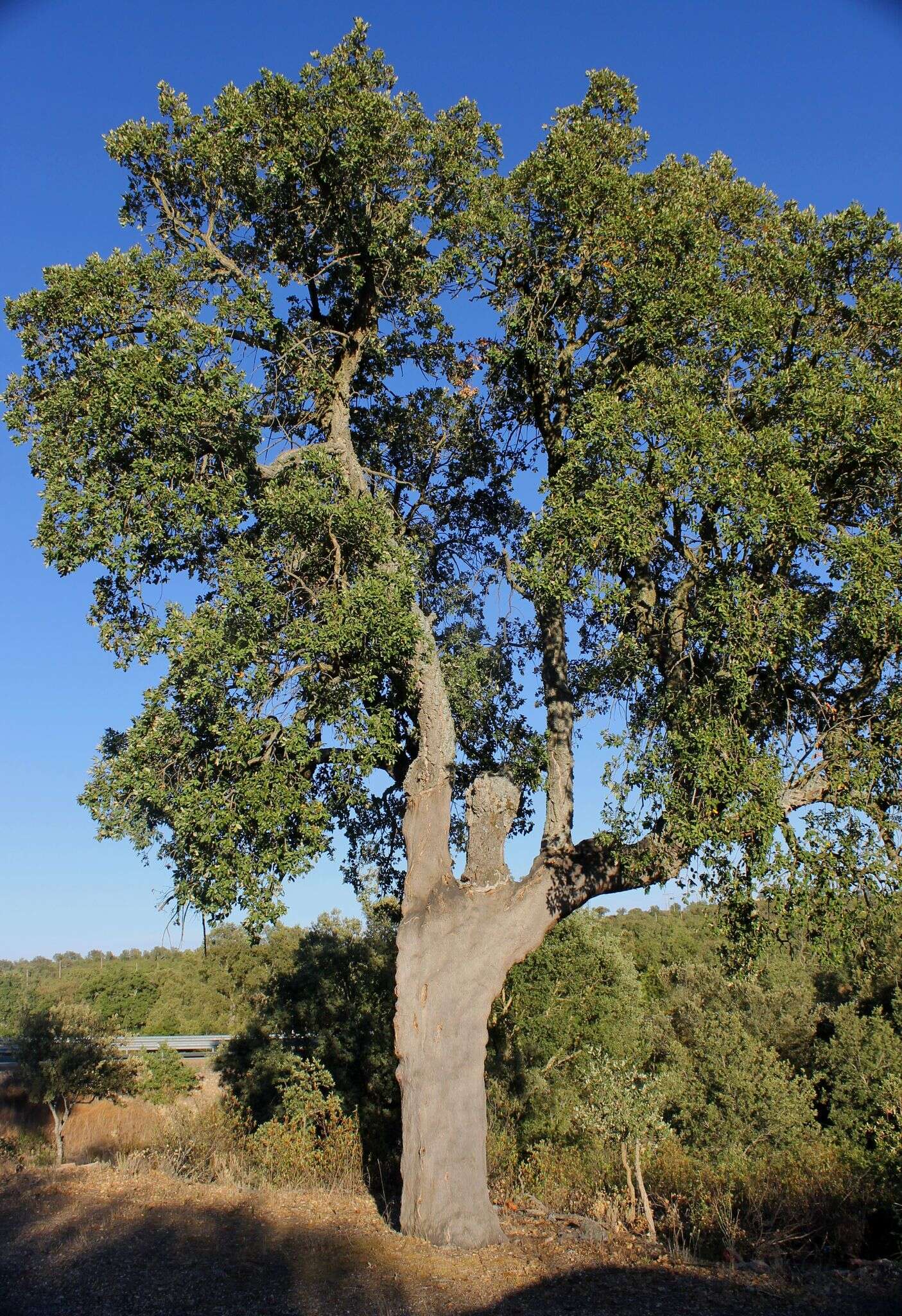 Image of Cork Oak