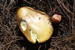 Plancia ëd Suillus occidentalis Thiers 1976