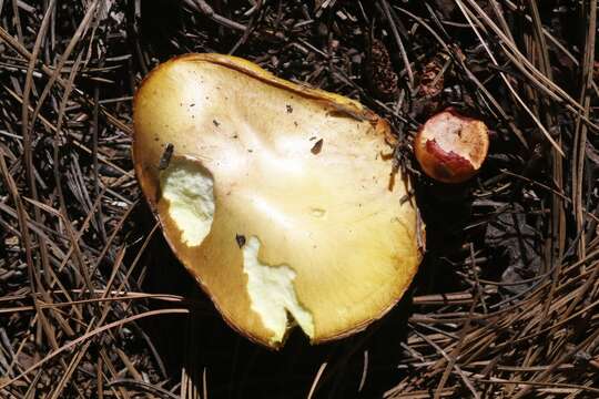 Plancia ëd Suillus occidentalis Thiers 1976