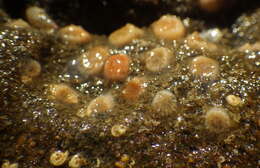 Image of Aggregating Cup Coral