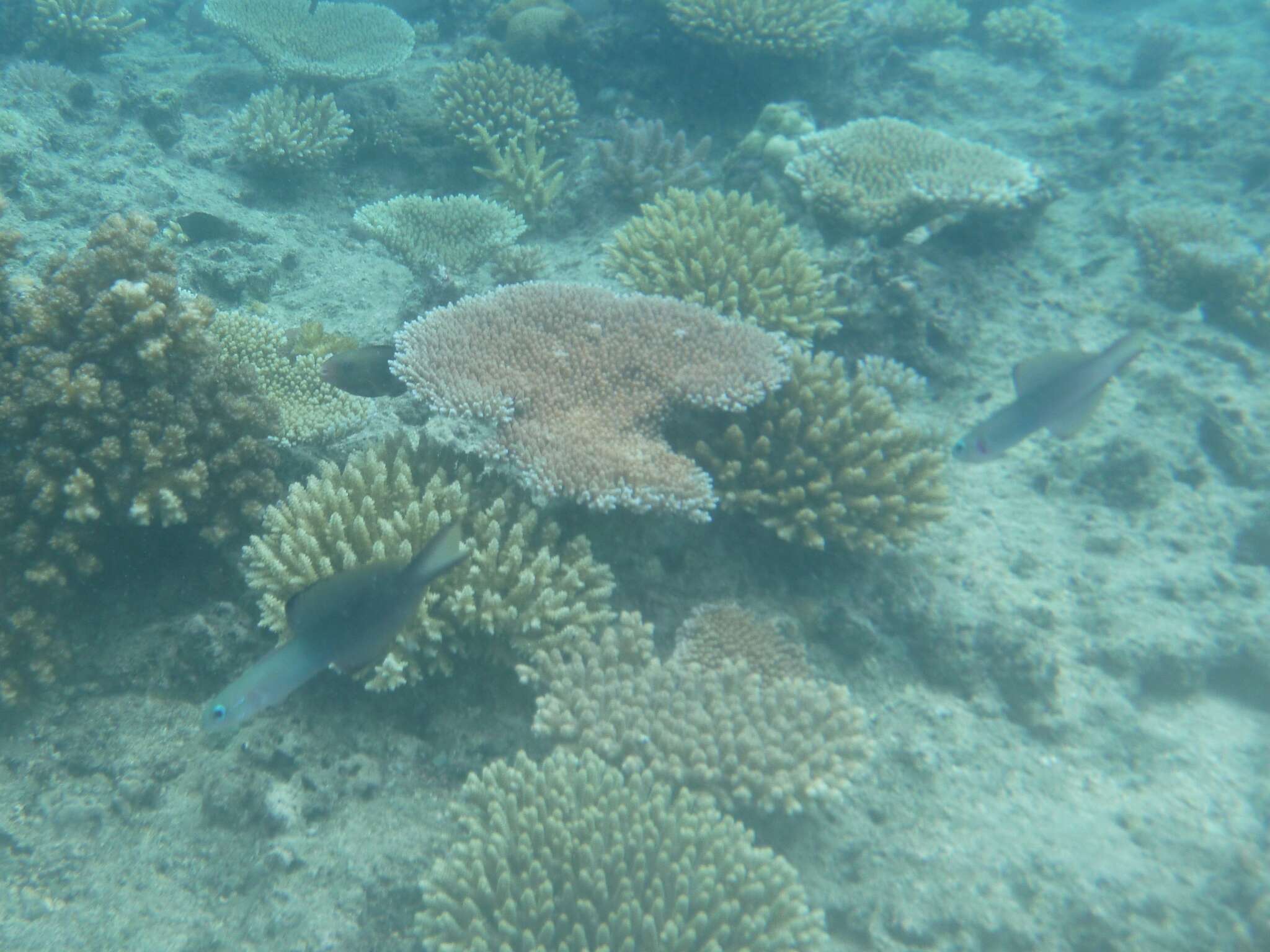 Image of Arrow dart-goby