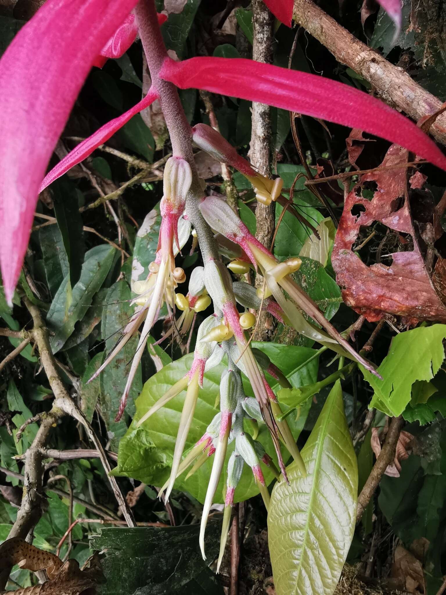 Image of Billbergia decora Poepp. & Endl.