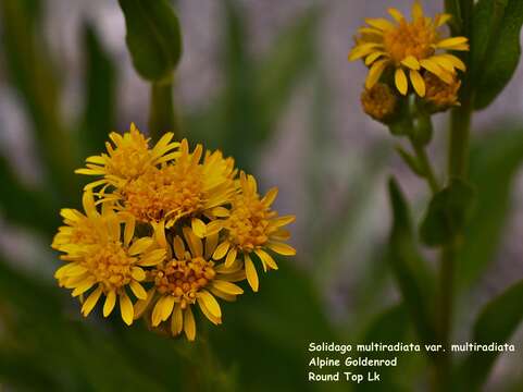 Image of Rocky Mountain goldenrod