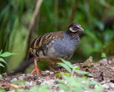 Arborophila campbelli (Robinson 1904) resmi