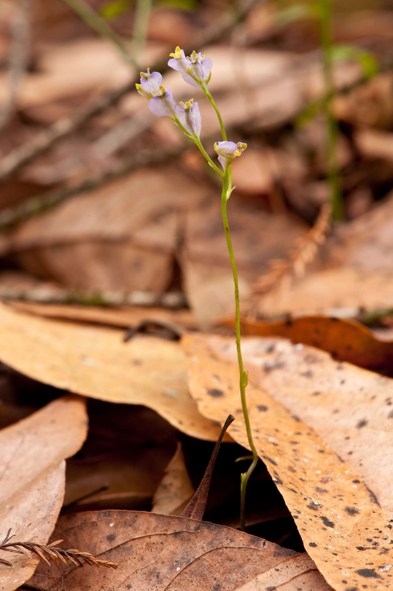 Image of northern bluethread