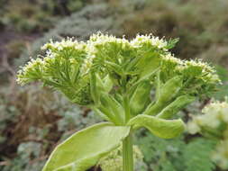 Image of Afroligusticum linderi (C. Norman) Winter