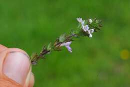 Слика од Euphrasia stricta D. Wolff ex J. F. Lehm.