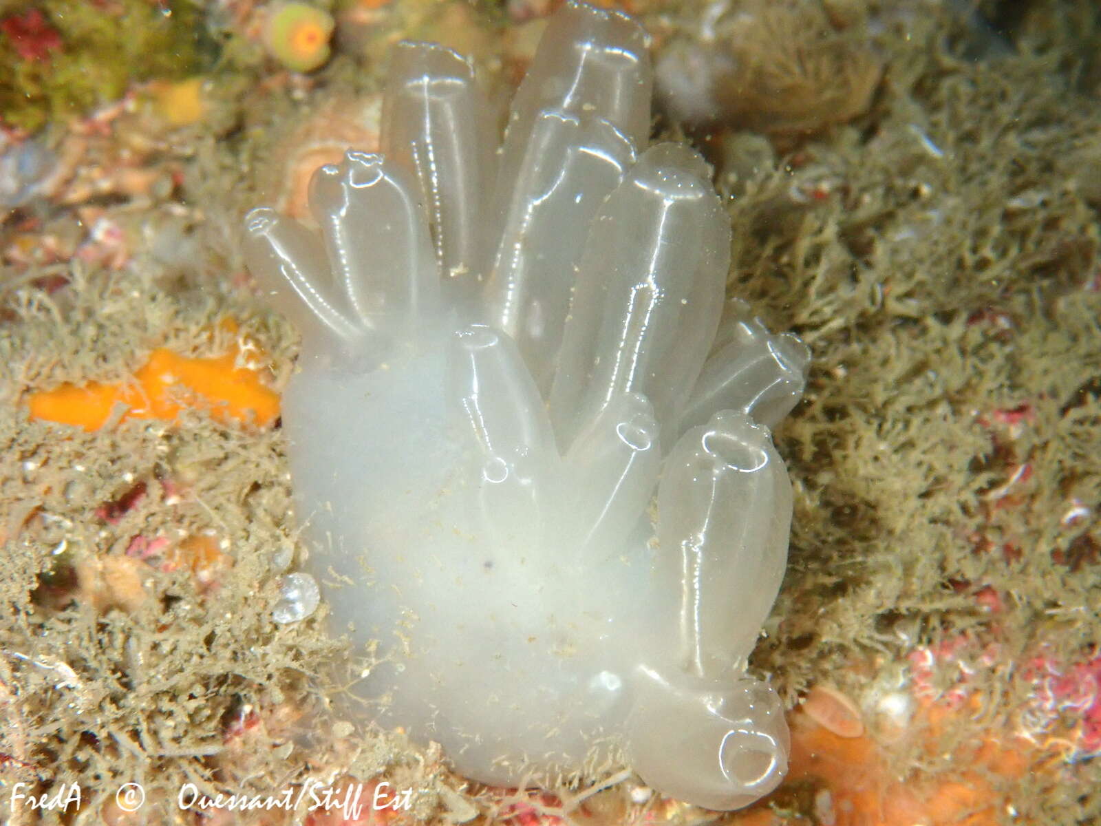 Image of football ascidian