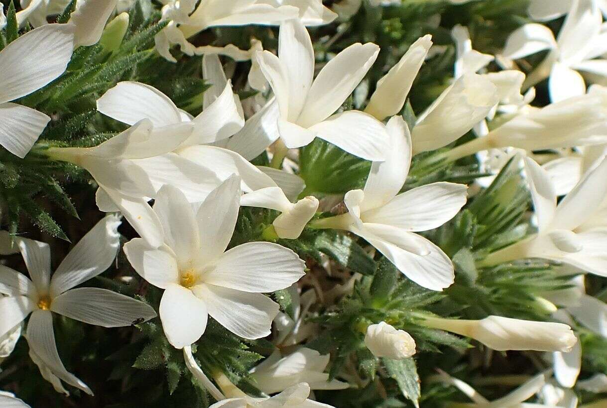 Image of San Jacinto prickly phlox