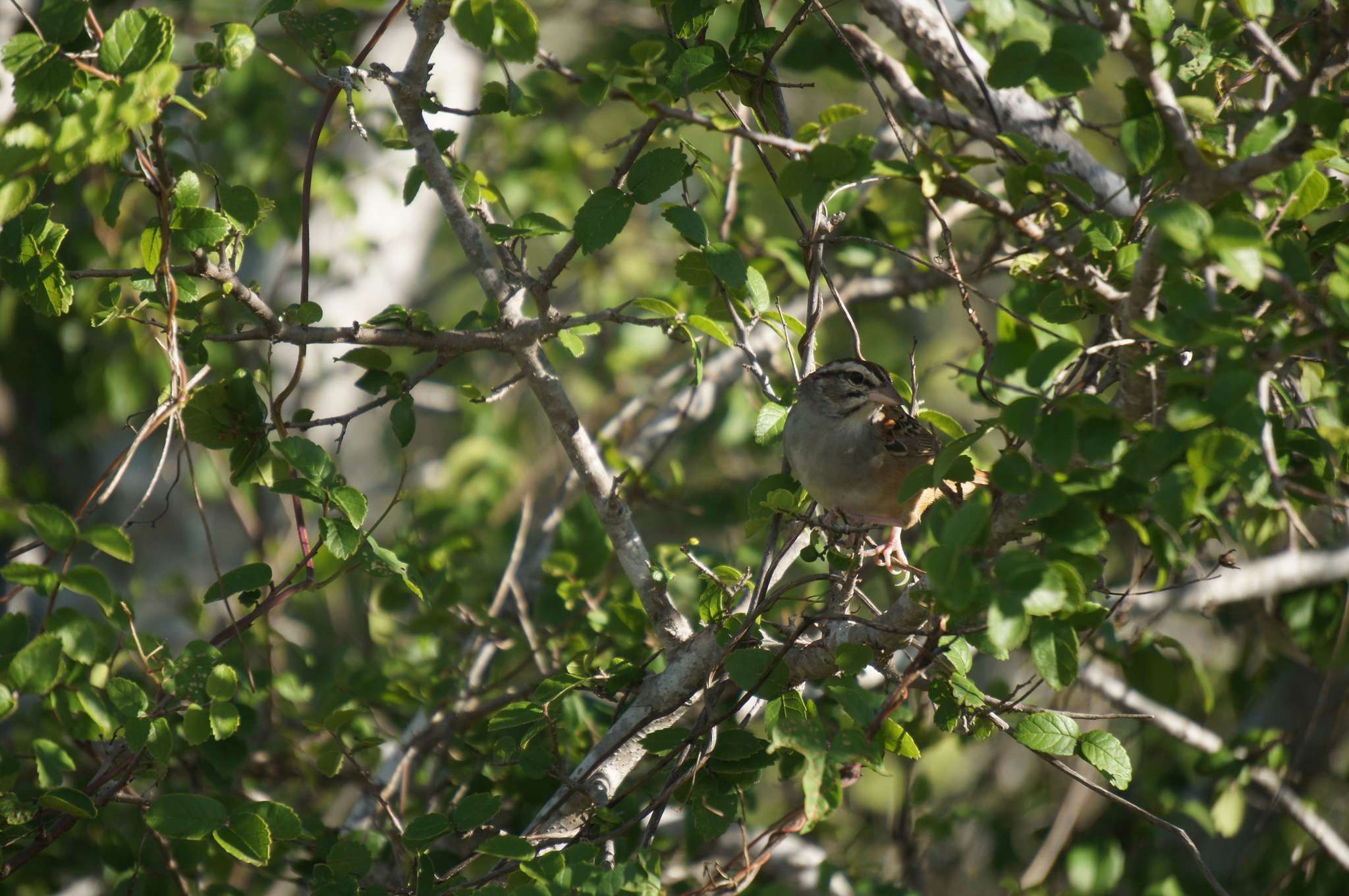 Image of Cinnamon-tailed Sparrow