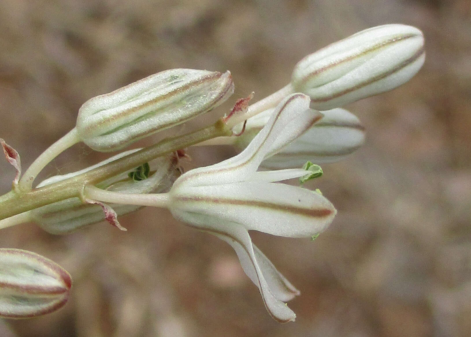 Слика од Drimia sanguinea (Schinz) Jessop