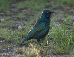 Image of Cape Glossy Starling