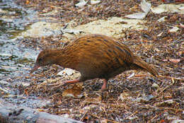 Image of Gallirallus australis scotti (Ogilvie-Grant 1905)