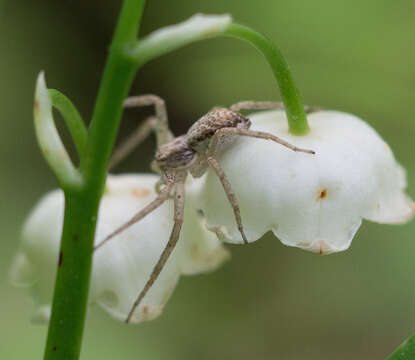 صورة Philodromus dispar Walckenaer 1826