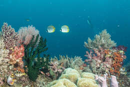 صورة Chaetodon adiergastos Seale 1910