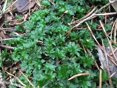 Image of rose rhodobryum moss