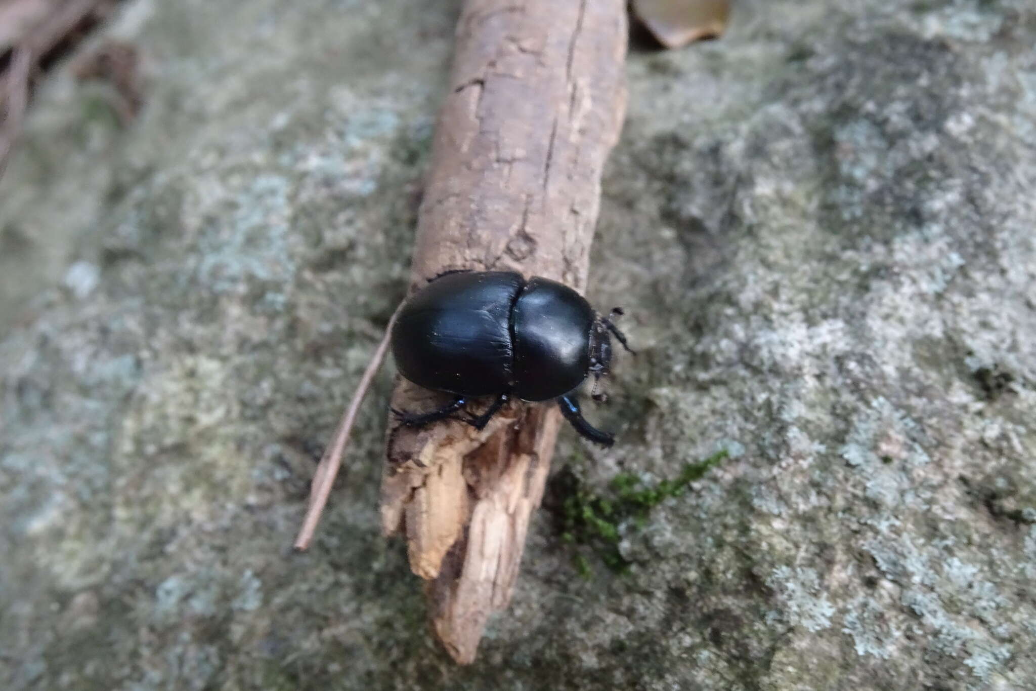 Image of Sericotrupes niger (Marsham 1802)