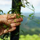 Image of twolobe dutchman's pipe