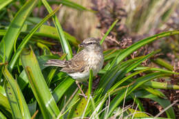 Image of Auckland Island Pipit