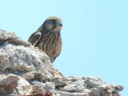 Falco tinnunculus tinnunculus Linnaeus 1758 resmi