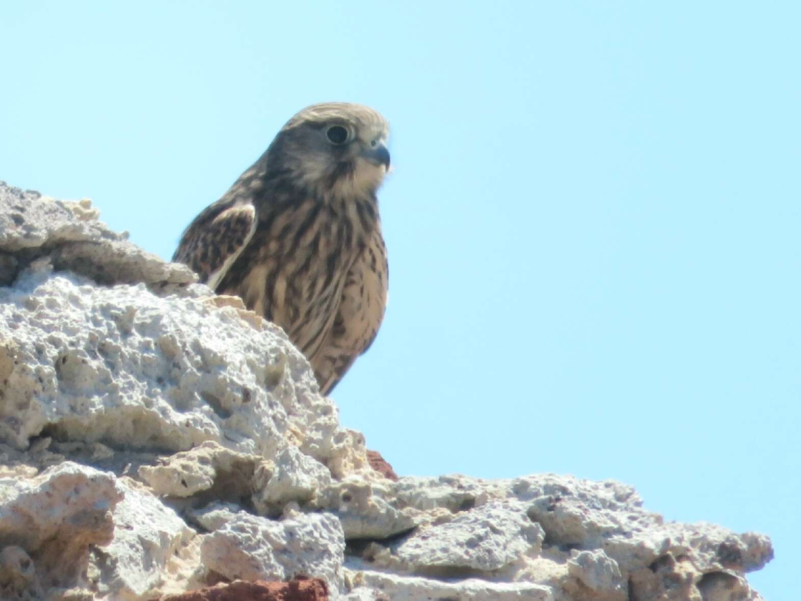 Falco tinnunculus tinnunculus Linnaeus 1758 resmi