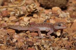 Image of Pale-striped Ground Gecko