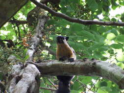 Image of Black Giant Squirrel