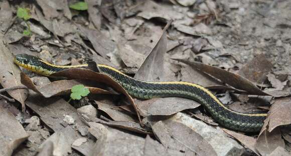 Image of Thamnophis atratus atratus (Kennicott ex Cooper 1860)