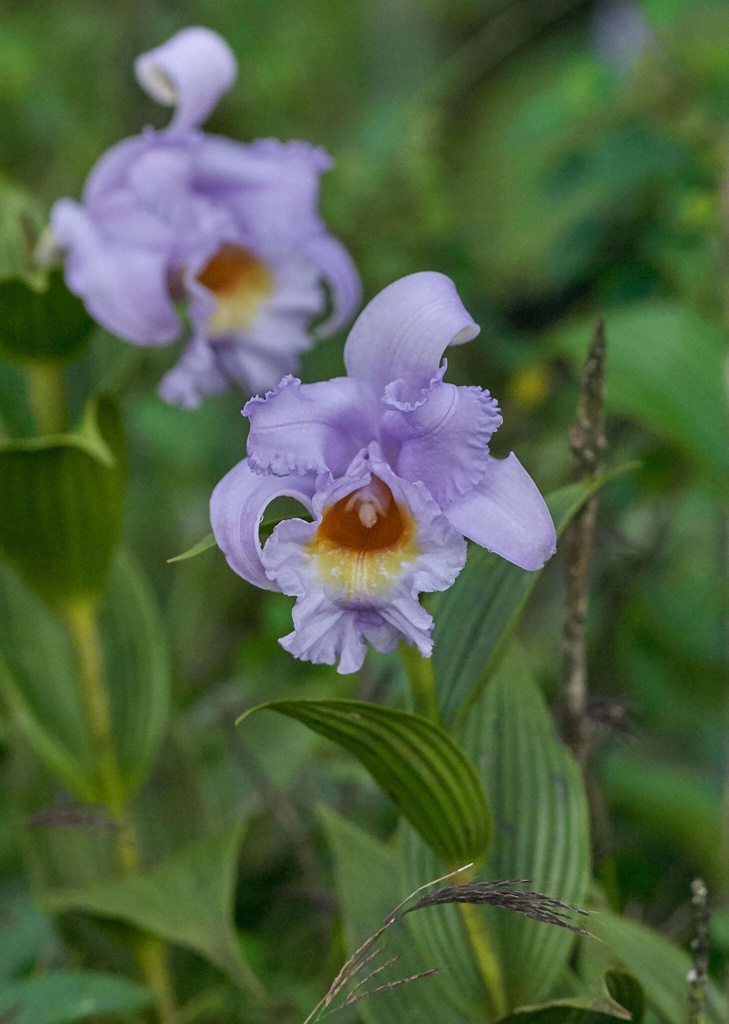 Image of Sobralia warszewiczii Rchb. fil.