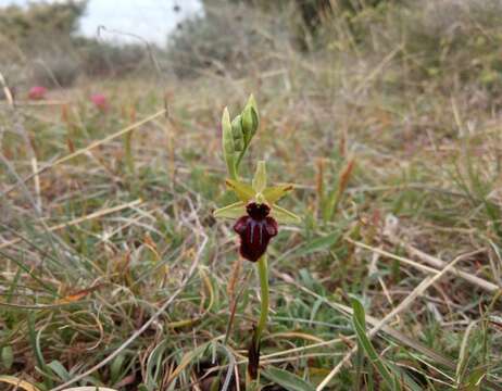 Image of Ophrys sphegodes subsp. atrata (Rchb. fil.) A. Bolòs