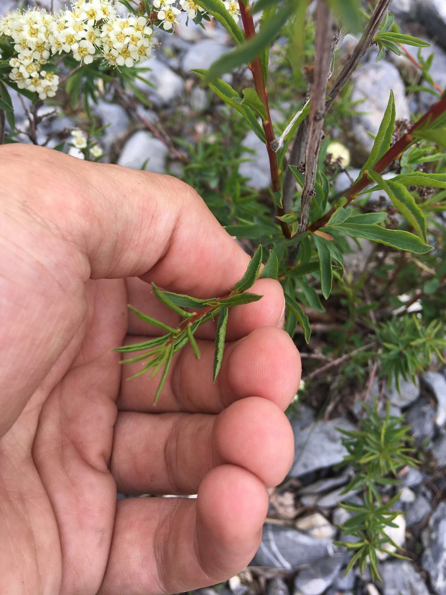 Image of Spiraea alpina Pall.