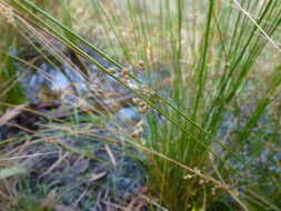 Image of Juncus pauciflorus R. Br.