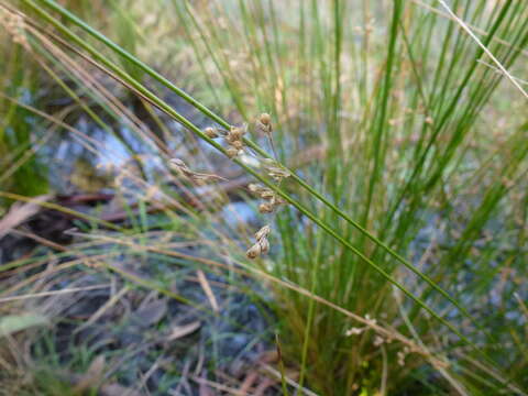 Image of Juncus pauciflorus R. Br.