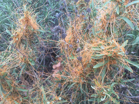 Image of chaparral dodder