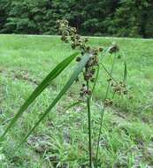 Scirpus georgianus R. M. Harper resmi