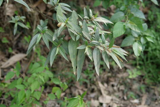 Image of Boehmeria densiflora Hook. & Arn.