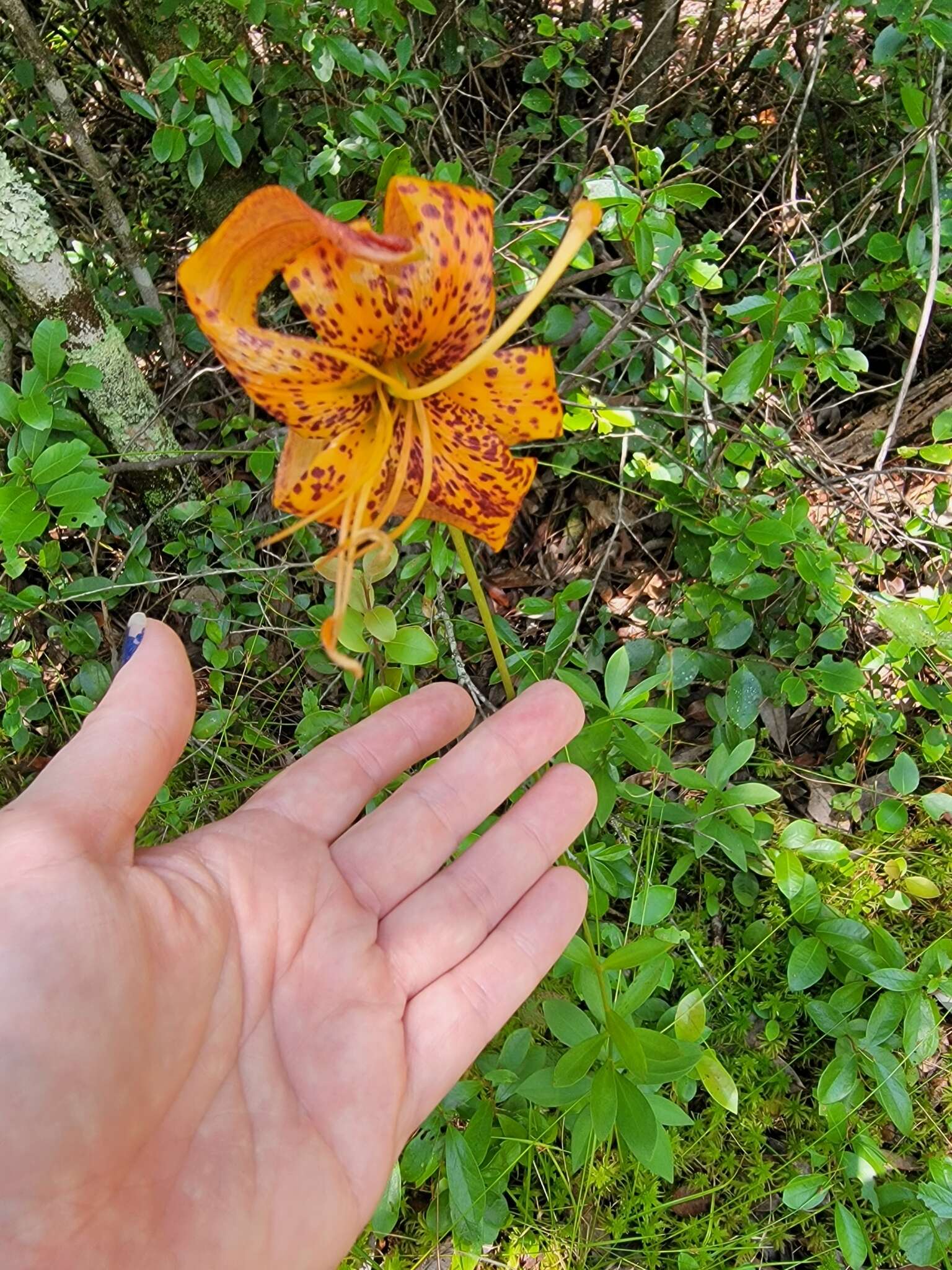 Image of panhandle lily