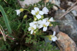 Image of Murbeckiella huetii (Boiss.) Rothm.