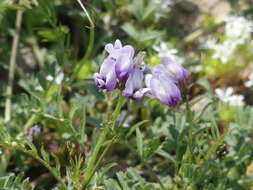 Image of Astragalus tener var. tener