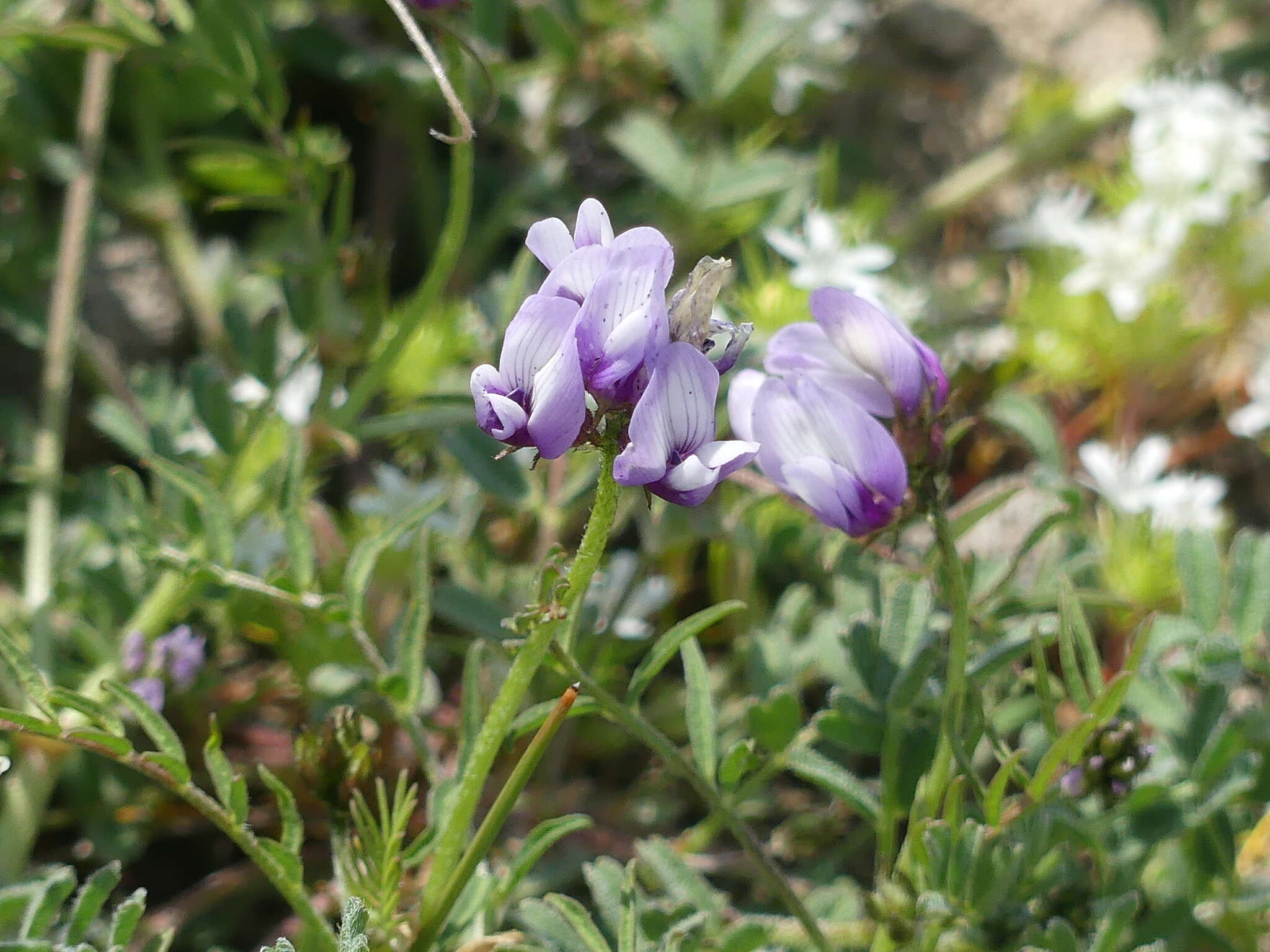 Image of Astragalus tener var. tener