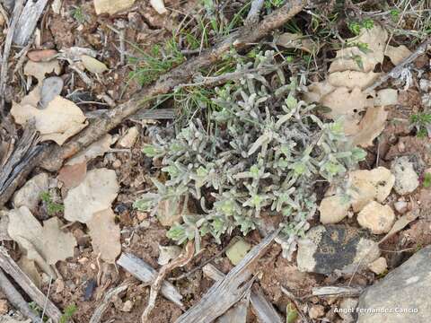 Image of Teucrium gnaphalodes L'Hér.