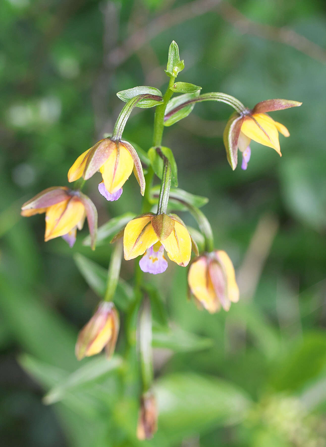 Epipactis thunbergii A. Gray resmi