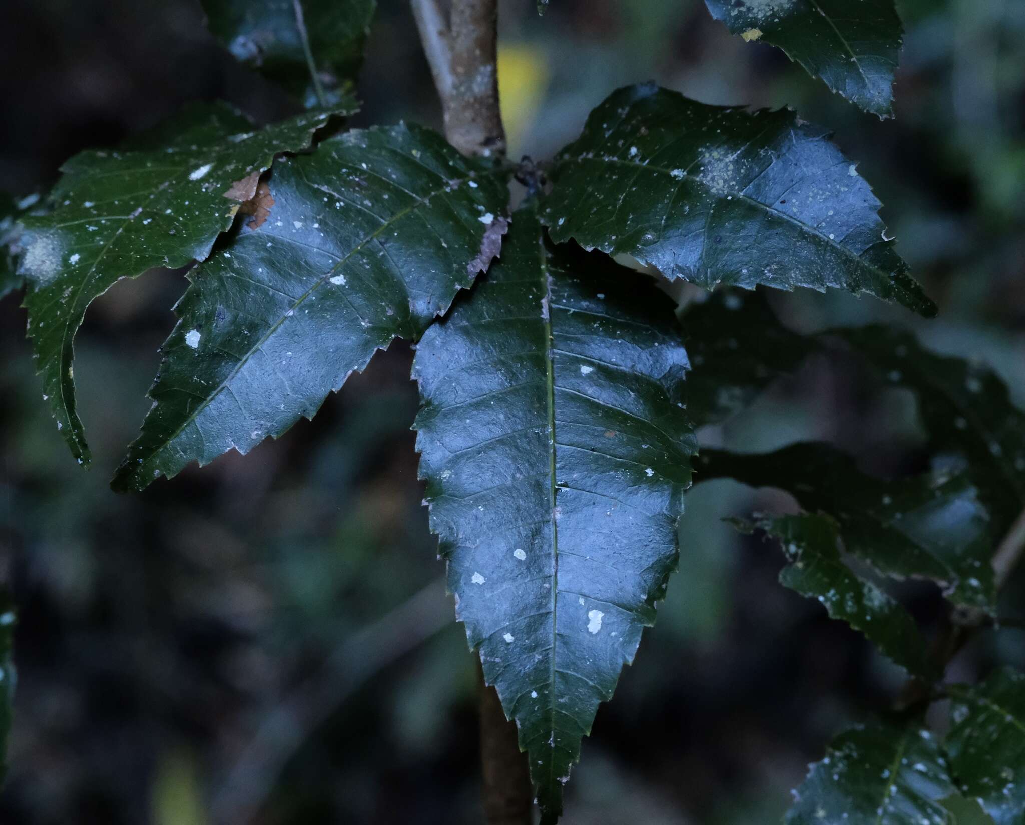 Imagem de Pseudoweinmannia lachnocarpa (F. Müll.) Engl.