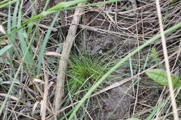 Image of Eleocharis gracilis R. Br.