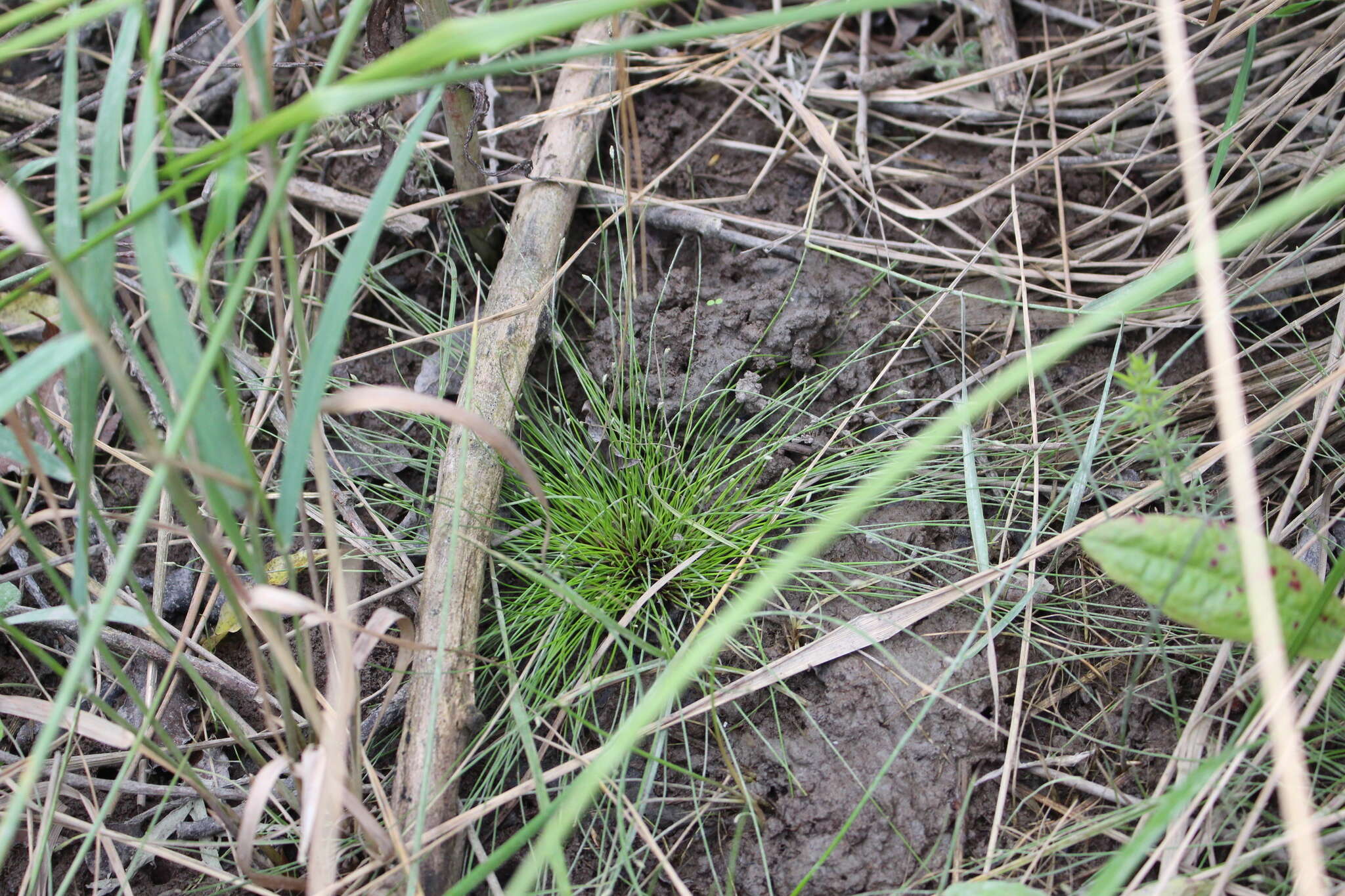 Image of Eleocharis gracilis R. Br.