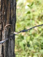 Image of Pale-bellied Hispaniolan curlytail