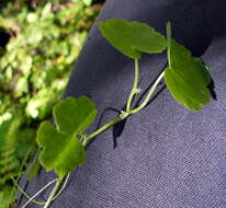 Image de Hydrocotyle americana L.