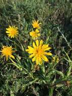 Image of Tragopogon pratensis subsp. pratensis