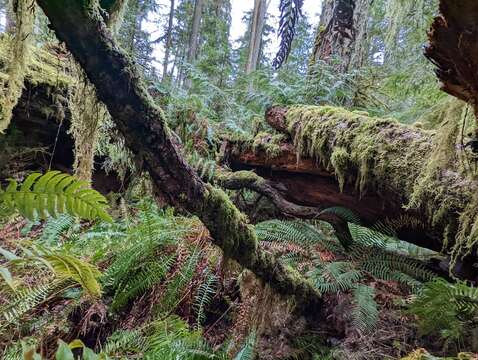 Image of Piper's buxbaumia moss